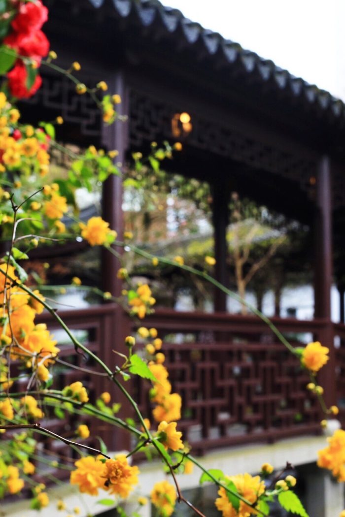 Portland: Lan Su Chinese Gardens + a birthday